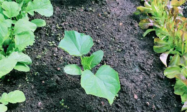 黄瓜如何育苗 如何防治黄瓜苗期死苗? 黄瓜如何育苗 如何防治黄瓜苗期死苗?