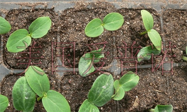 黄瓜嫁接育苗方法及嫁接后的管理问题