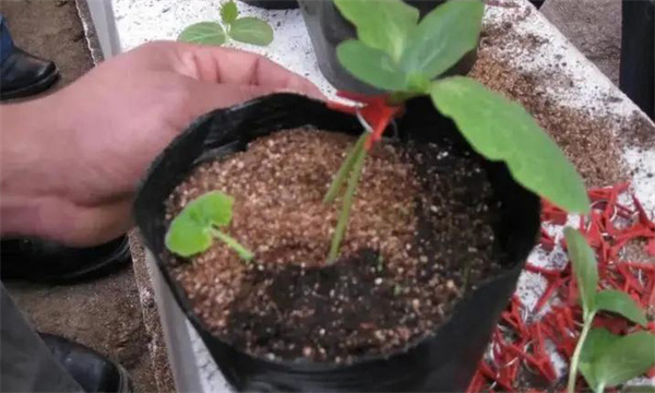 黄瓜嫁接育苗方法及嫁接后的管理问题