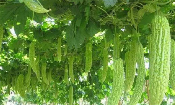 深冬季节大棚栽培苦瓜如何防低温?