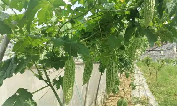 深冬季节大棚栽培苦瓜如何防低温?