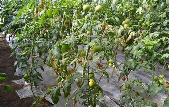 番茄病虫害防治：番茄病毒病、青枯病等