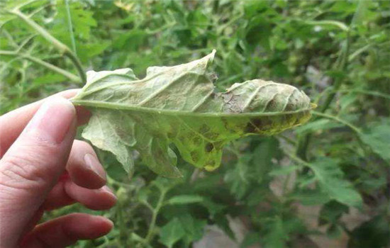 番茄病虫害防治：番茄病毒病、青枯病等