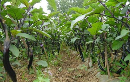 茄子种植时间和方法：如何育苗、定植等