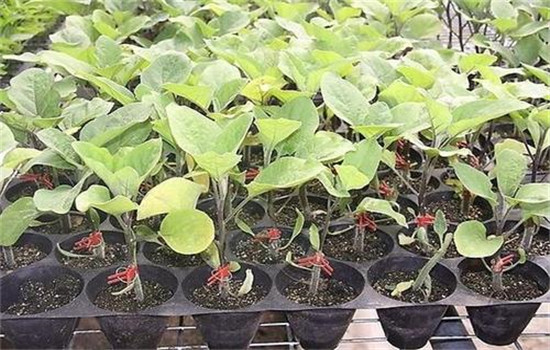 茄子种植时间和方法：如何育苗、定植等