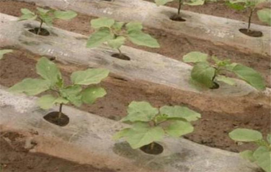 茄子种植时间和方法：如何育苗、定植等