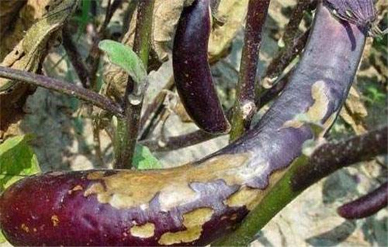 茄子病虫害防治：茄子绵疫病、褐纹病、地老虎