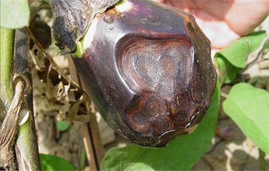 茄子病虫害防治：茄子绵疫病、褐纹病、地老虎
