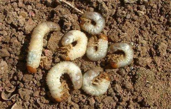 茄子病虫害防治：茄子绵疫病、褐纹病、地老虎