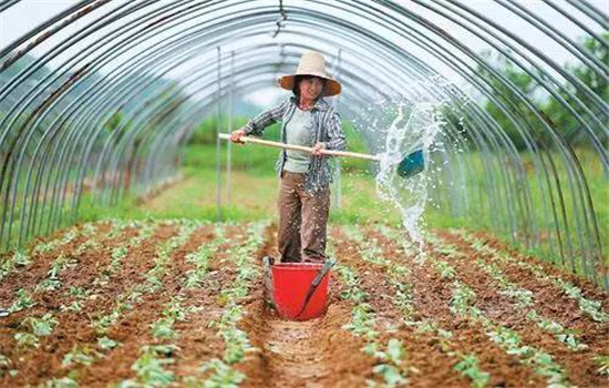 菜豆栽培时间与技术要点、病虫害防治