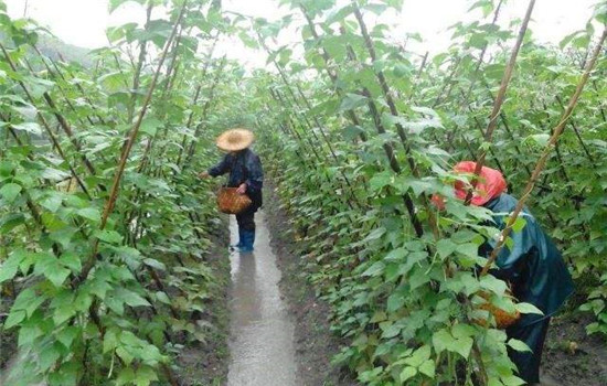 菜豆栽培时间与技术要点、病虫害防治
