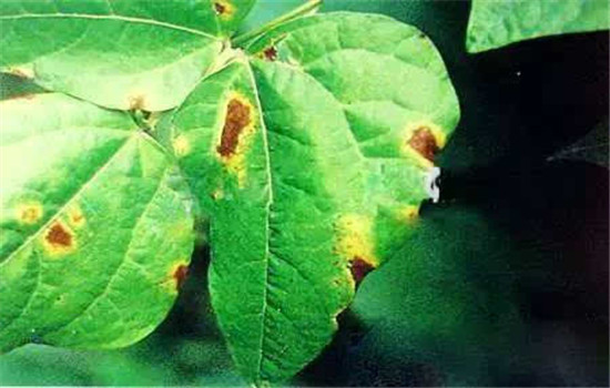 菜豆栽培时间与技术要点、病虫害防治
