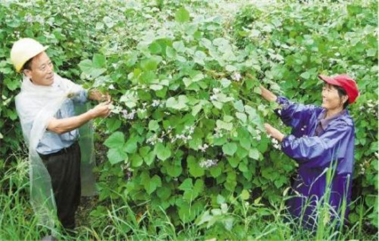扁豆有哪些品种类型 扁豆栽培技术要点