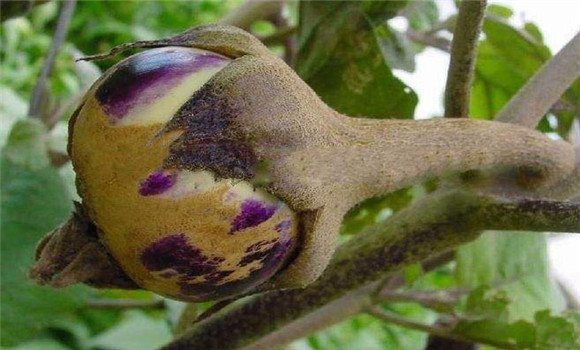 秋茄子病虫害的防治方法