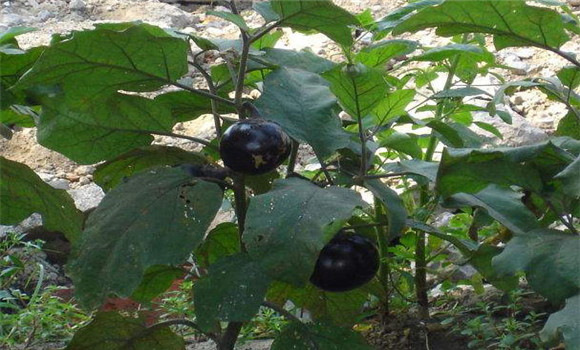 秋茄子种植技术要点与步骤