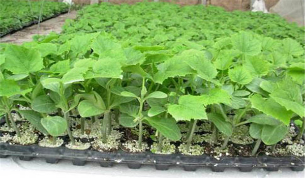 秋茄子种植技术要点与步骤