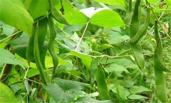 四季豆栽培管理技术要点 各种植步骤怎样进行