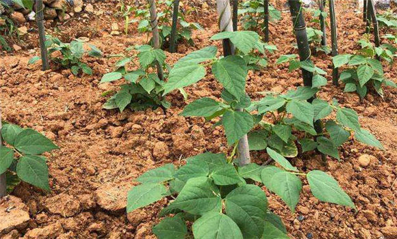 四季豆栽培管理技术要点 各种植步骤怎样进行