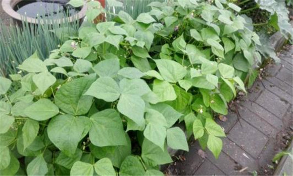 四季豆栽培管理技术要点 各种植步骤怎样进行