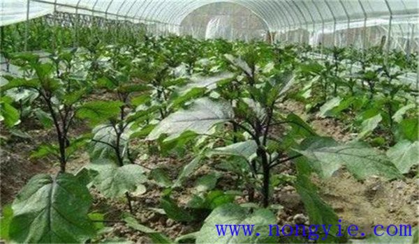 越冬茬茄子落花落果的原因及防治方法