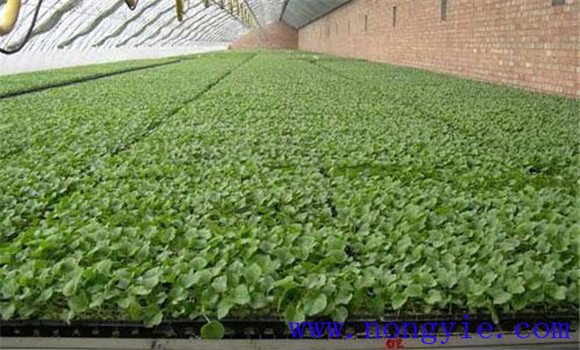 日光温室无公害反季节茄子的栽培技术