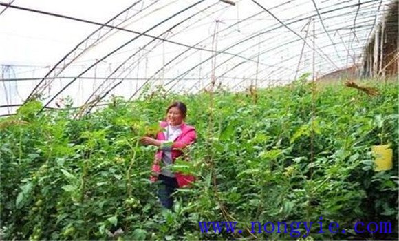 番茄的田间管理有哪些方法，其主要内容是什么