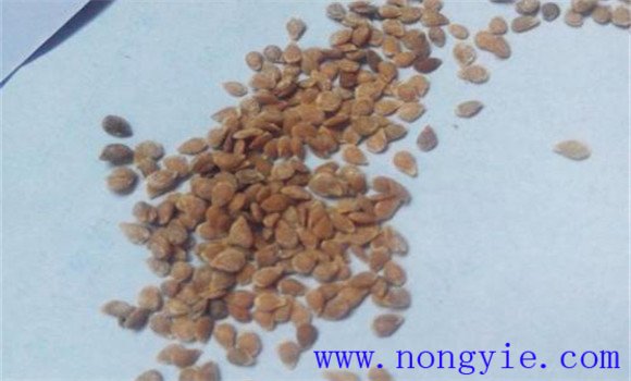 圣女果种植时间 圣女果的种植方法和技术要求