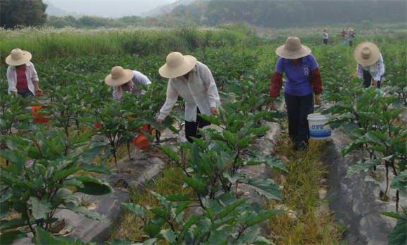 茄子施什么肥效果好 茄子施肥技术与管理要点
