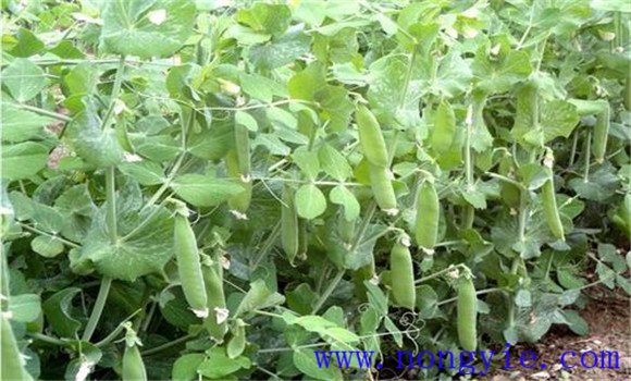 豌豆种植时间和条件 豌豆种植技术与管理技术