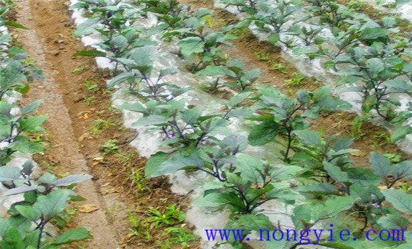 茄子嫁接育苗技术及种植技术