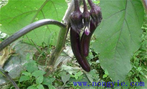 茄子菌核病的症状特点 茄子菌核病的防治方法
