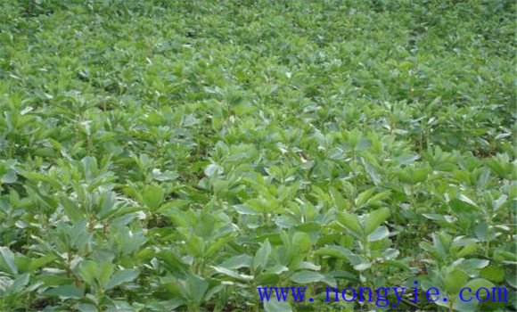 蚕豆种植条件与种植方法