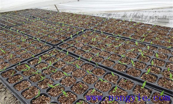 樱桃番茄种植技术要点与主要步骤