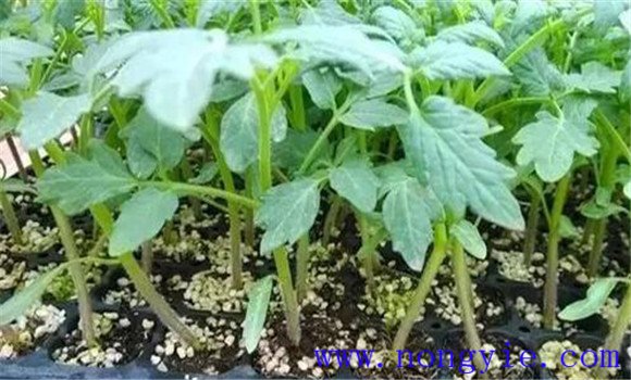 番茄无土栽培技术的三个要点 番茄无土栽培技术的三个要点