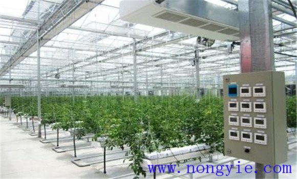 番茄无土栽培技术的三个要点 番茄无土栽培技术的三个要点