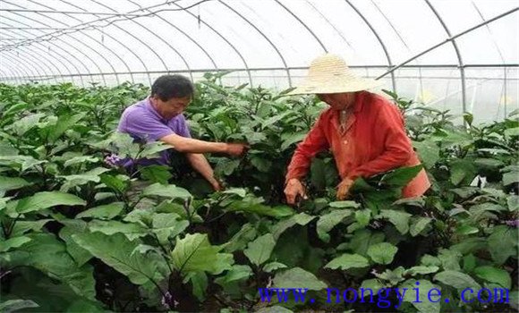 茄子结果时间是什么时候，如何管理