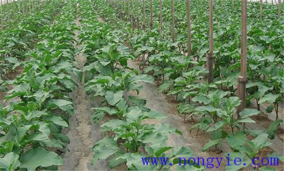 茄子定植注意事项与管理要点