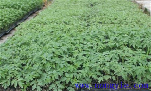 越冬番茄什么时间育苗 越冬番茄育苗方法