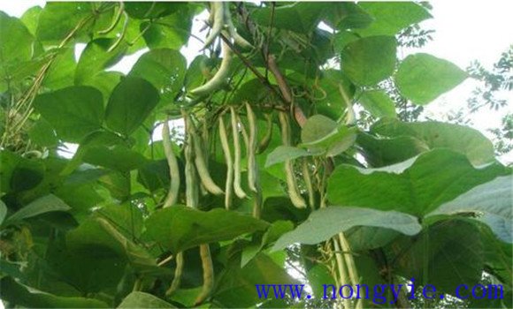 菜豆落花落荚的原因及防治方法、措施