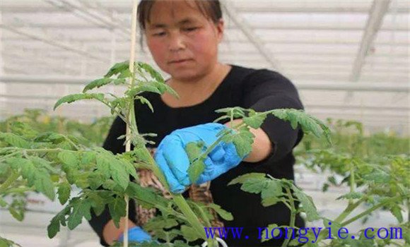 番茄换头整枝技术：棚室番茄的换头整枝方法
