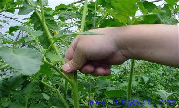 番茄换头整枝技术：棚室番茄的换头整枝方法