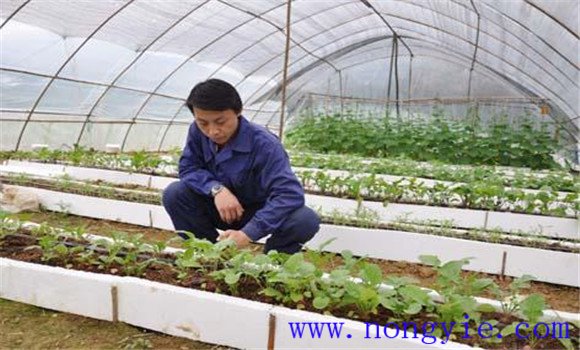 樱桃番茄怎么种 樱桃番茄的种植时间及栽培方法 樱桃番茄怎么种 樱桃番茄的种植时间及栽培方法