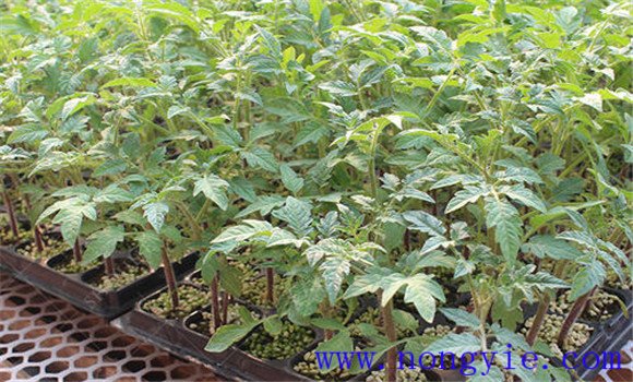 樱桃番茄如何育苗，樱桃番茄的育苗方法