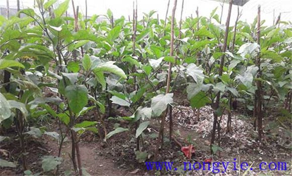 夏茄子定植后怎样浇水 夏茄子种植技术与田间管