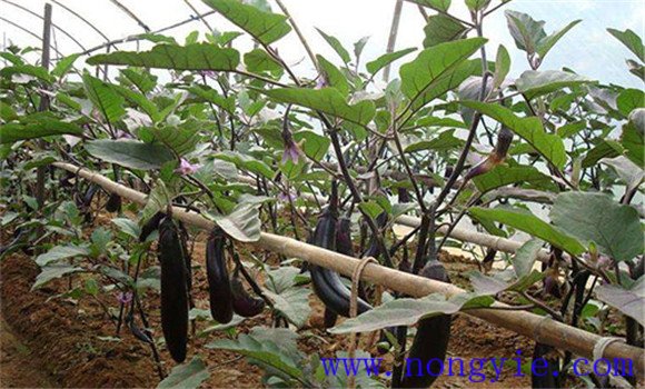 夏茄子定植后怎样浇水 夏茄子种植技术与田间管