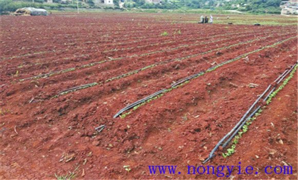 荷兰豆栽培技术 荷兰豆种植技术与管理方法