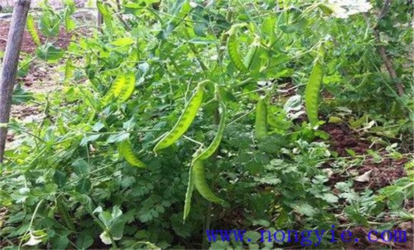 荷兰豆栽培技术 荷兰豆种植技术与管理方法