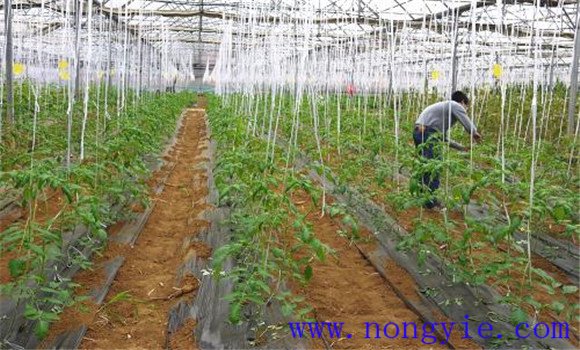 番茄定植注意事项有哪些 番茄定植后如何蹲苗