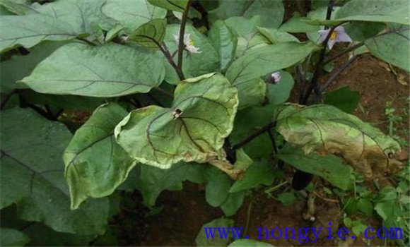 茄子黄萎病的发病条件 茄子黄萎病的防治方法