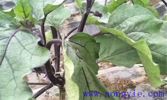 茄子黄萎病的发病条件 茄子黄萎病的防治方法